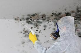 Best Mold Damage Restoration  in Keystone, FL